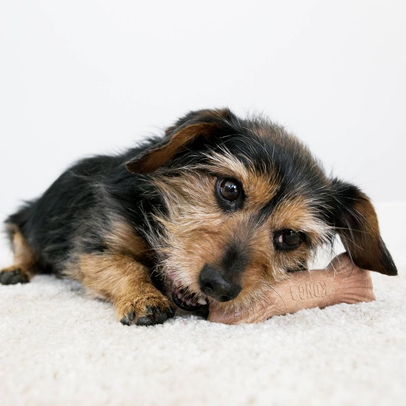 KONG Chewstix Stick Dog Toy - M