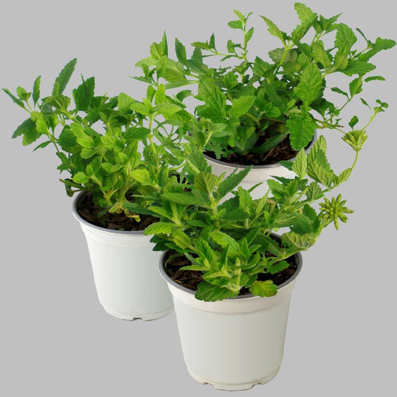 3pc Burpee Pentas Star Bright Mix - National Plant Network