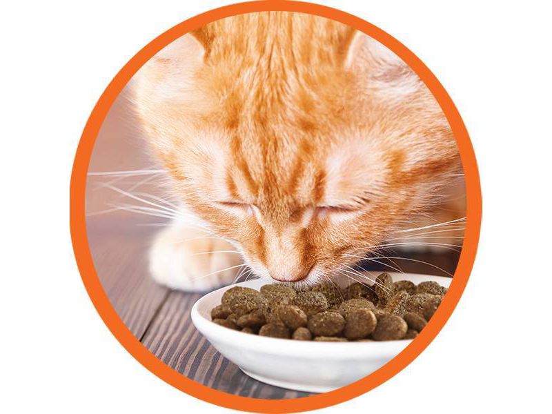 Iams Proactive Health High Protein Chicken & Salmon Recipe Adult Premium Dry Cat Food - 6lbs