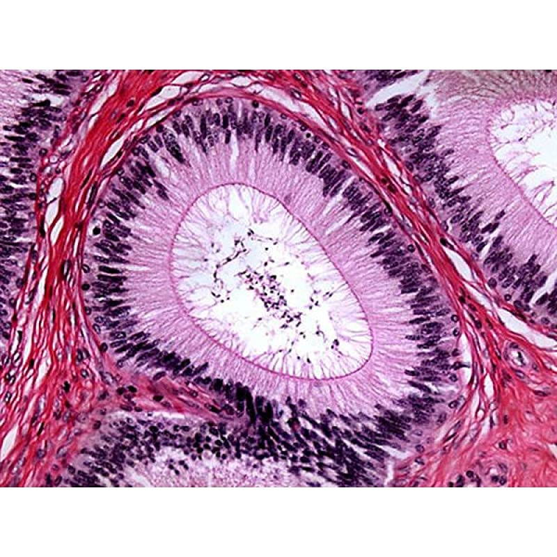 B490B Compound Binocular Microscope, WF10x and WF20x Eyepieces, 40X-2000X Magnification, Brightfield, Halogen Illumination, Abbe Condenser, Double-Layer Mechanical Stage, Sliding Head, High-Resolutio