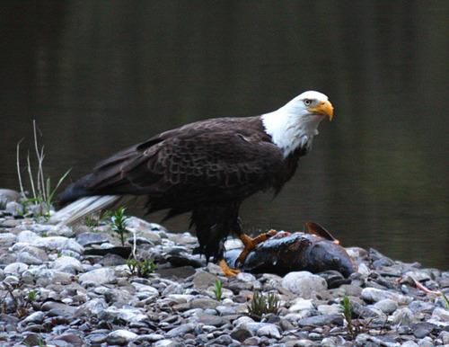 Opteka 500mm Preset Telephoto Lens for Nikon D5, D4s, D4, D3x, Df, D810, D800, D750, D610, D500, D7500, D7200, D7100, D5600, D5500, D5300, D5200, D5100, D3400, D3300 Digital SLR Cameras