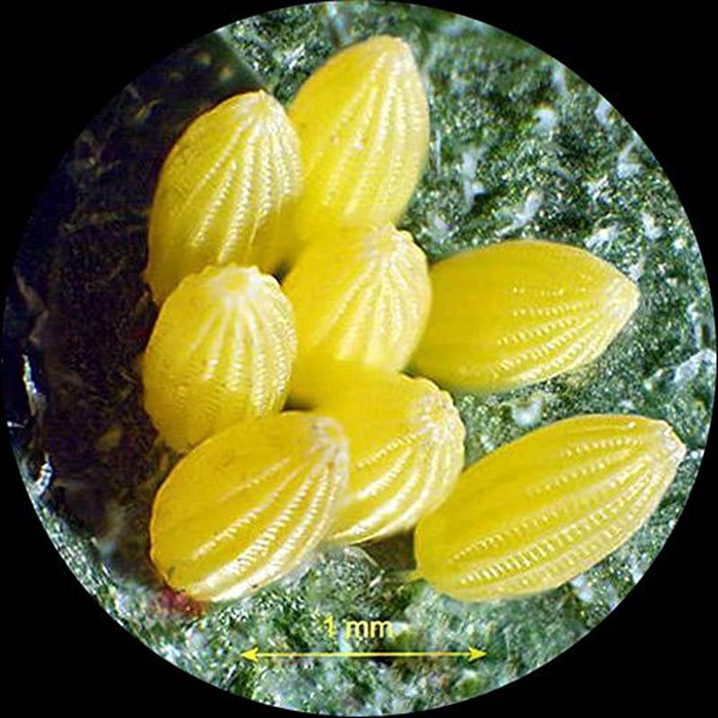 SW24T Trinocular Stereo Microscope Head, WH10x Eyepieces, 20X and 40X Magnification, 2X/4X Objective