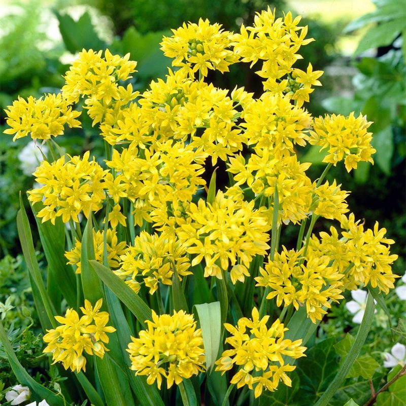 100ct Allium Blend Bulbs - Van Zyverden