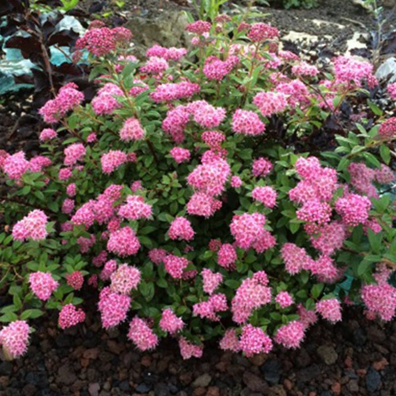 Bluberry 'Tift' 1pc - National Plant Network U.S.D.A Hardiness Zone 7-9 - 2.5 Quart