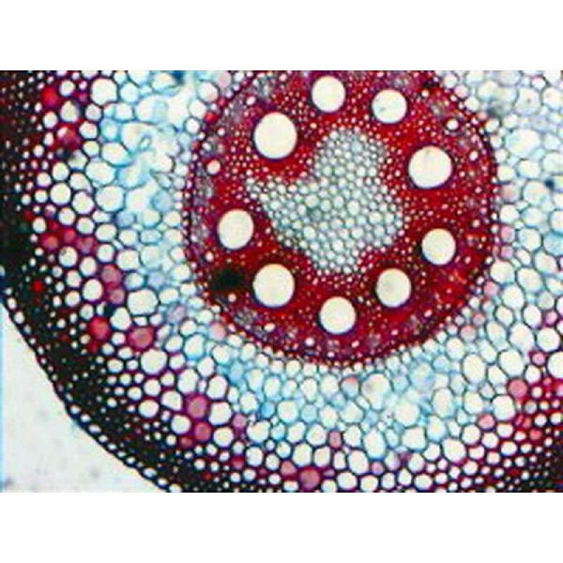 B490B Compound Binocular Microscope, WF10x and WF20x Eyepieces, 40X-2000X Magnification, Brightfield, Halogen Illumination, Abbe Condenser, Double-Layer Mechanical Stage, Sliding Head, High-Resolutio