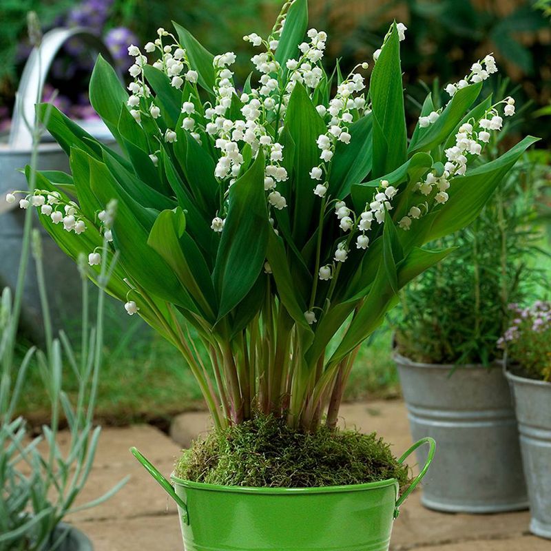 Van Zyverden Patio Lily of the Valley with Green Metal Planter and Growers Pot