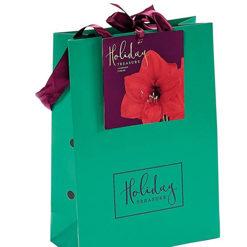 Amaryllis Ferrari Bulb in Emerald Gift Bag - Van Zyverden