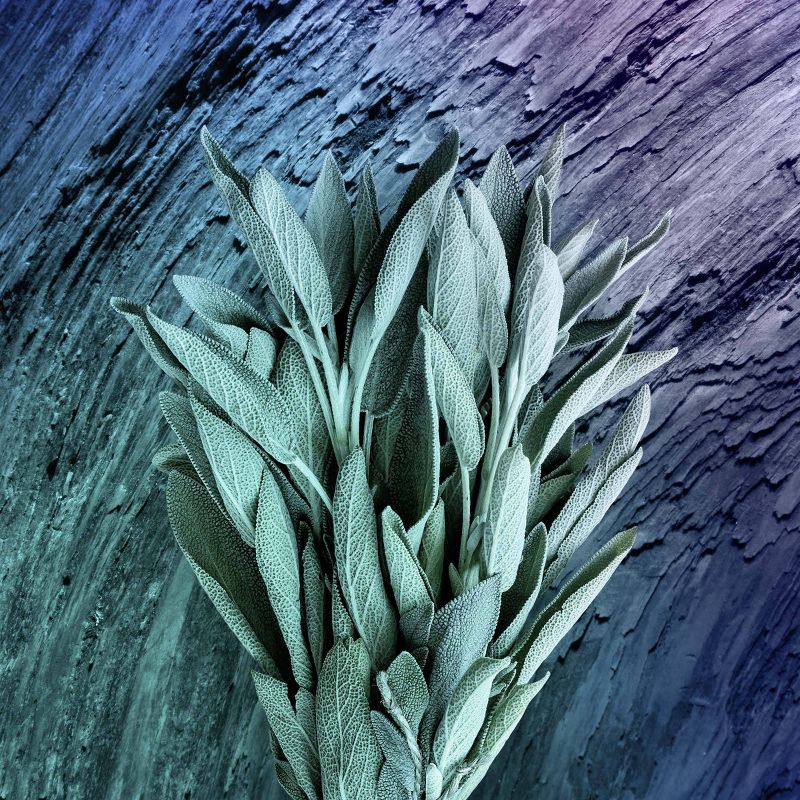 AXE Apollo All-Day Fresh Deodorant Body Spray - 5.1oz