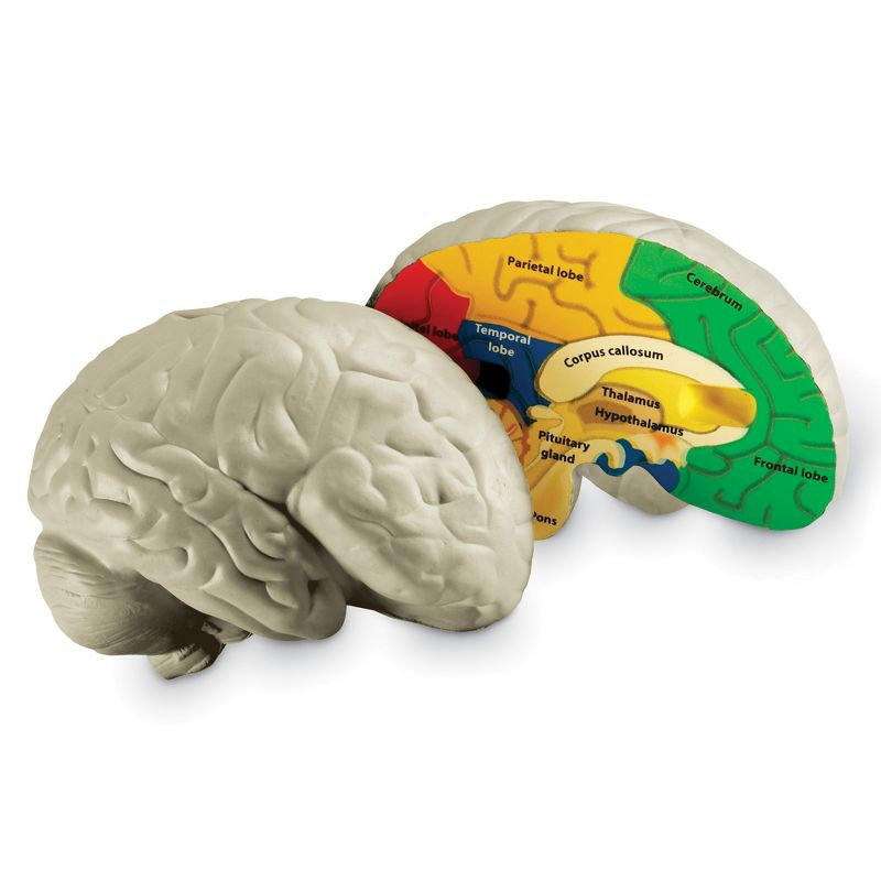 Learning Resources Cross-Section Brain Model, Ages 7+