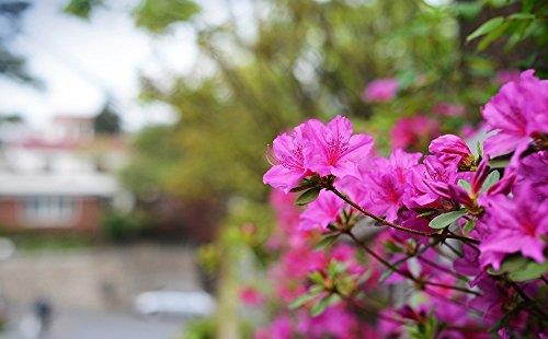 Rokinon 35mm f/1.4 Aspherical Wide Angle Lens (for Sony Alpha E-Mount Cameras)