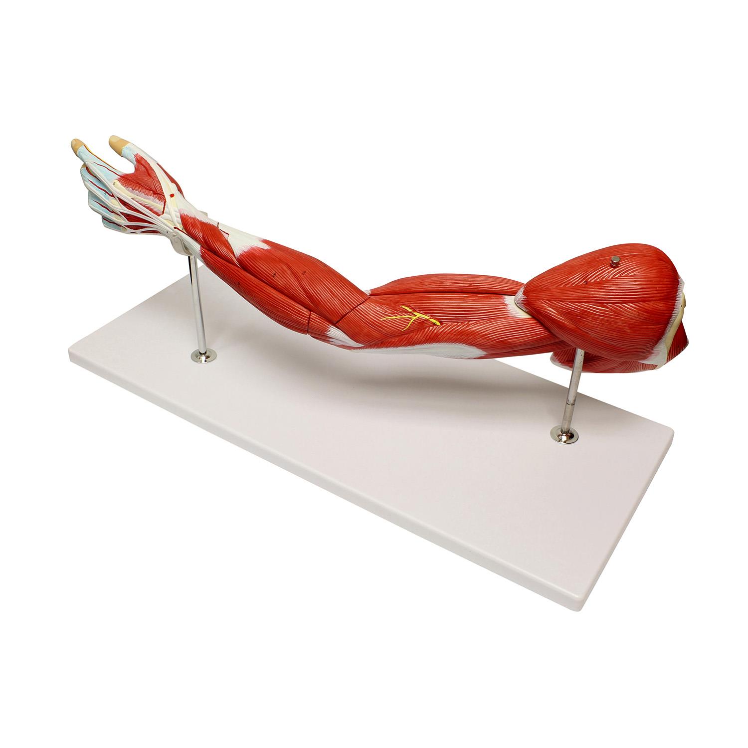MonMed | Human Arm Anatomical Muscle Model Anatomy Arm Model &ndash; 7 Pieces