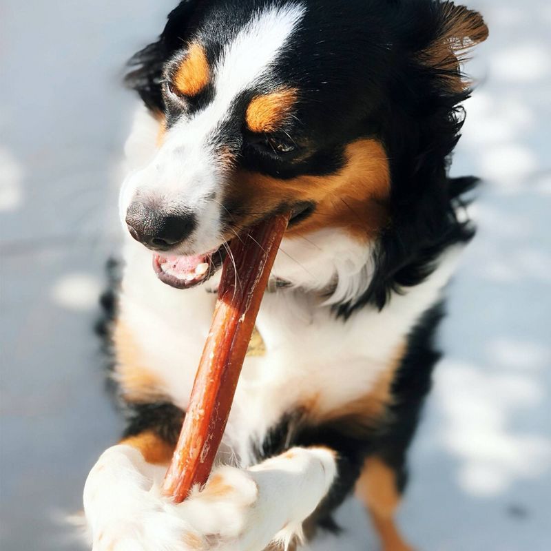 Nature Gnaws Bully Sticks 12" Beef Dog Chews Dog Treats - 1lb