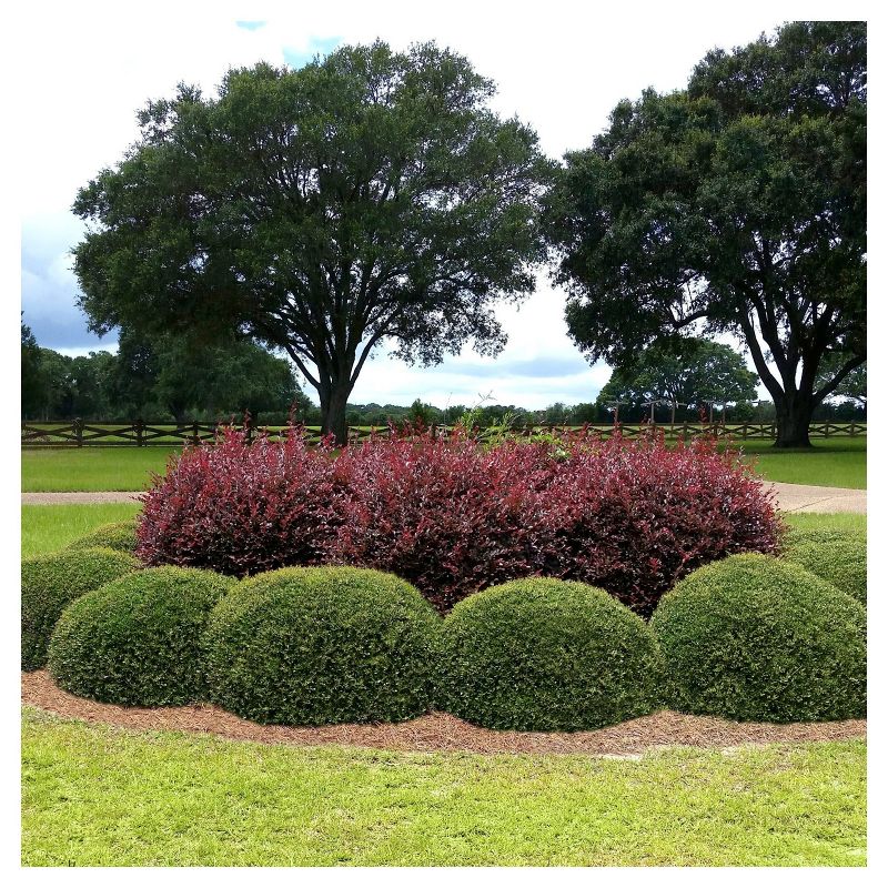 Holly Dwarf Yaupon 1pc - National Plant Network U.S.D.A Hardiness Zone 7-11 - 2.5 Quart