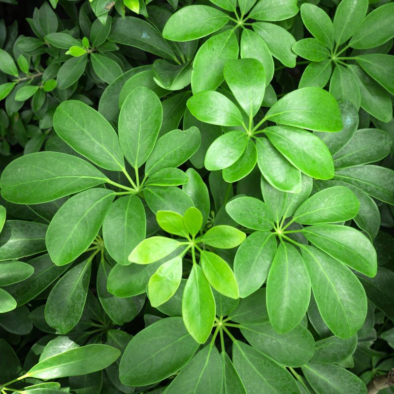 Bluberry 'Tift' 1pc - National Plant Network U.S.D.A Hardiness Zone 7-9 - 2.5 Quart