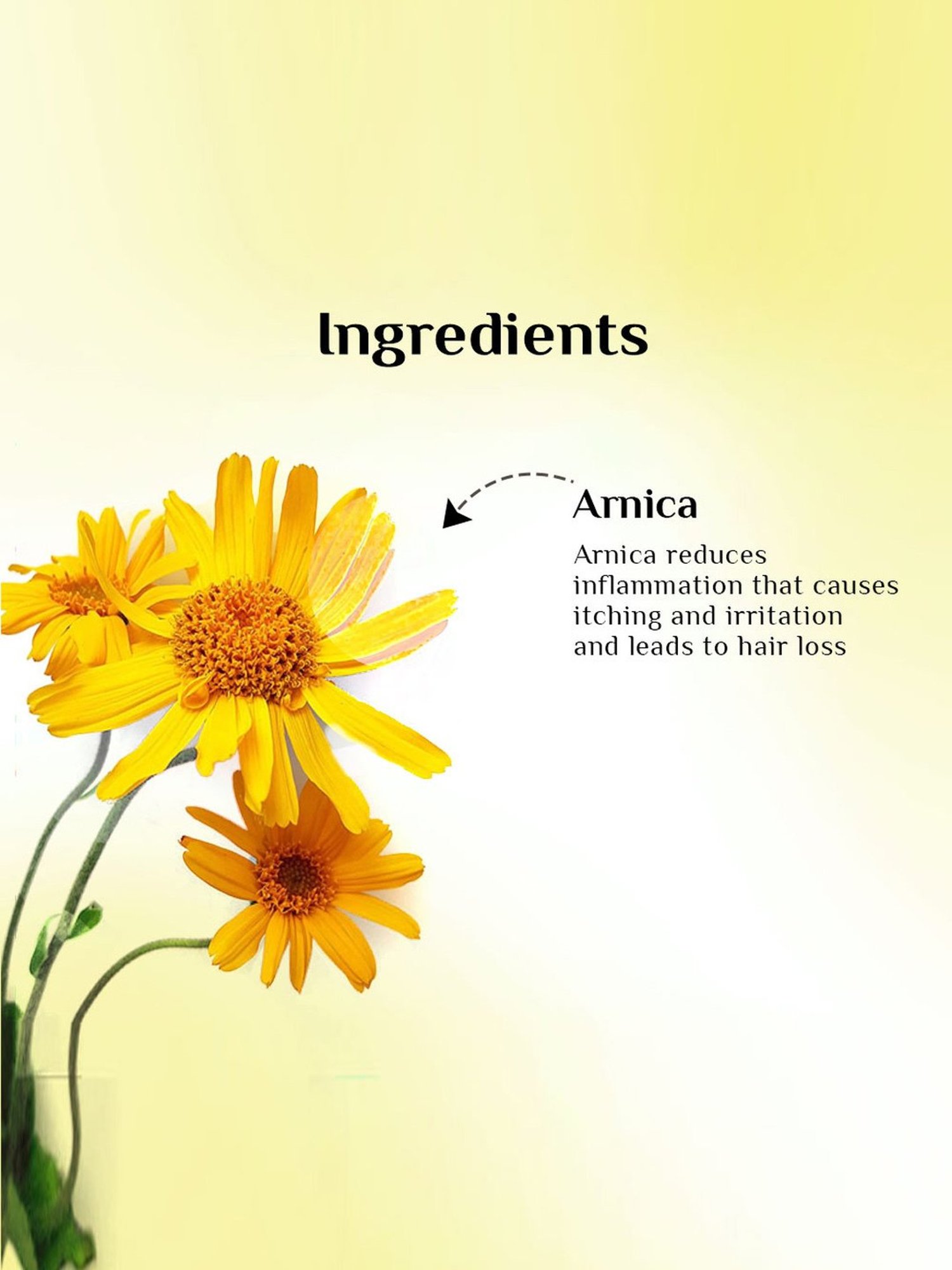 Richfeel Shampoo with Arnica - Pack of 3