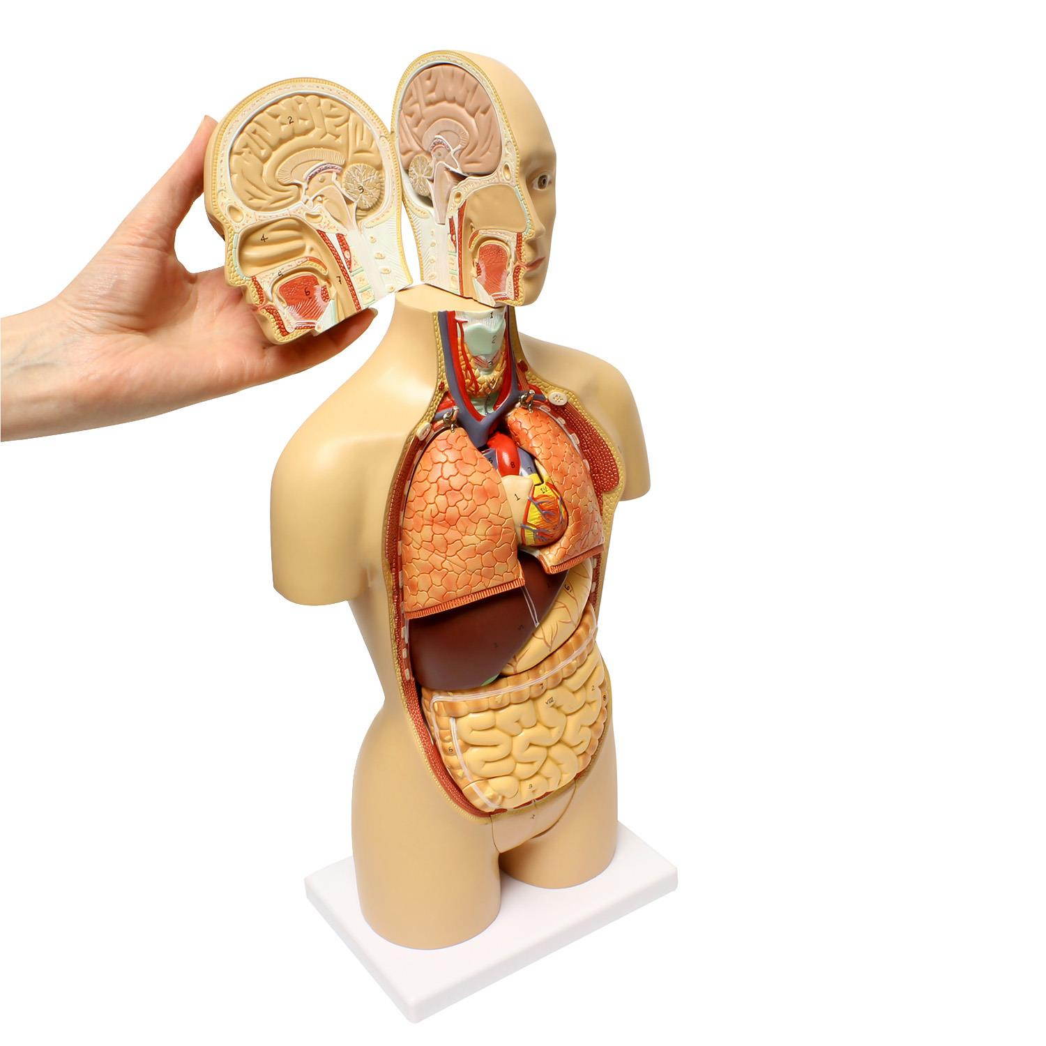 MonMed | Human Torso Model &ndash; 17&rdquo; Inch Human Body Model Removable Organs
