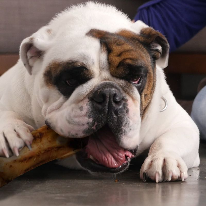 Pawstruck Meaty Dog Bone - Bulk Beef Dog Dental Treats & Chews, Made in USA, American Made, Shin Femur Meat Bone - 1 Bone(s)