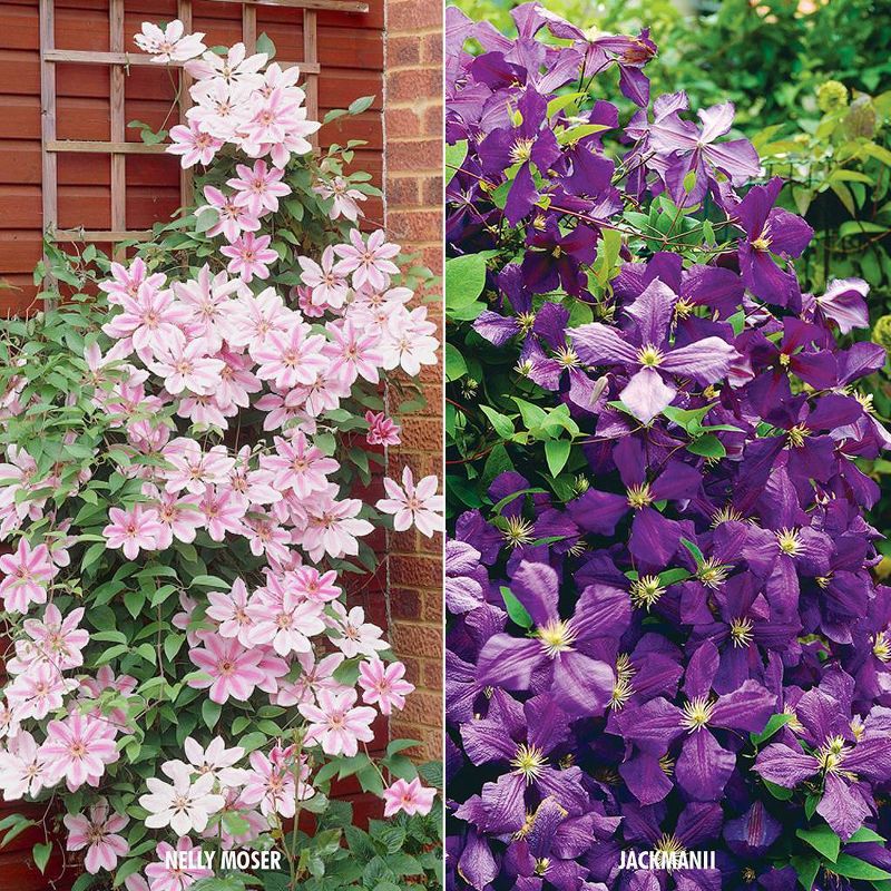 Van Zyverden Set of 2 Clematis Collection Varieties Plants