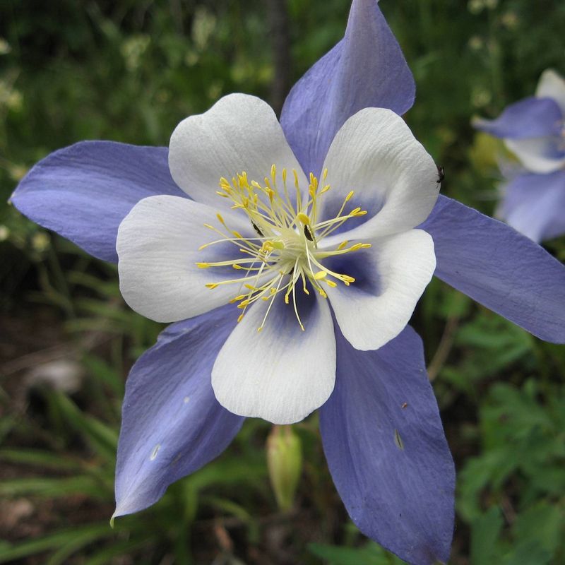 2pk Rocky Mountain Columbine Seed Grow Kit - The Jonsteen Company