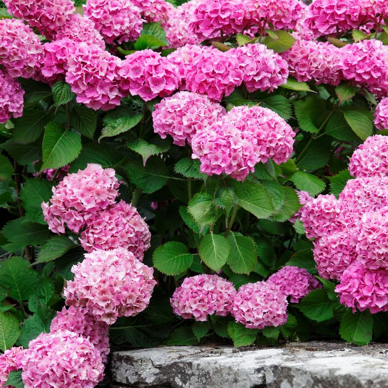 3pc Hydrangea Penny Mac - National Plant Network