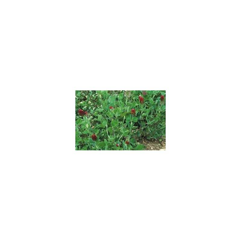 CLOVER SEED 5 LB Cover Crop, Pasture, Lawns, Wildlife Attractant