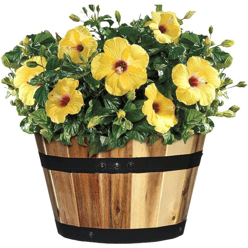 Set of 3 Acacia Wood Barrel Planters - Classic Home and Garden