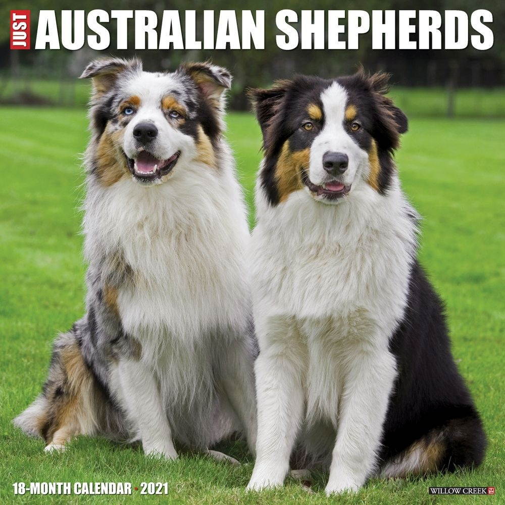 Willow Creek Press,  Just Australian Shepherds Wall Calendar 2021