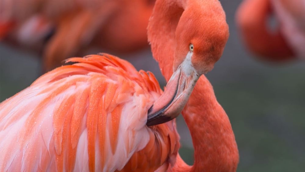 ANI-16-MV 16x1 HDMI 1.3 Multi-Viewer with Seamless Switcher