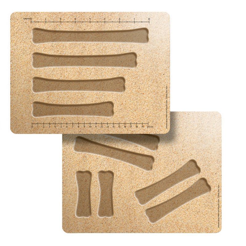 Yellow Door Dinosaur Bones Match & Measuring Cards