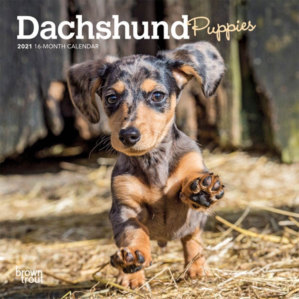 BrownTrout,  Dachshund Puppies 2021 Mini Calendar 2021