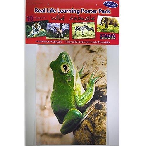 Stages Learning Materials Toddler Education Wild Animal Posters for Class Real Photo Decor for Preschool Bulletin Boards & Circle Time 9 Large Picture Cards