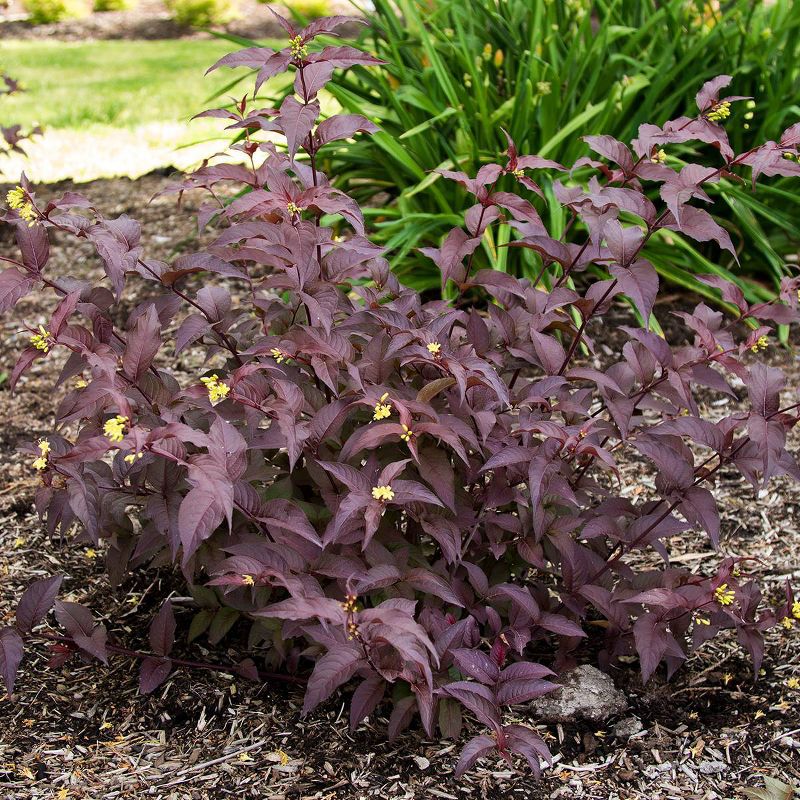 Diervilla Nightglow 4" Potted Rocketliners - Van Zyverden