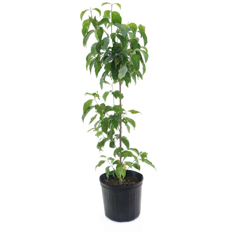 2.25gal White Dogwood Tree - National Plant Network