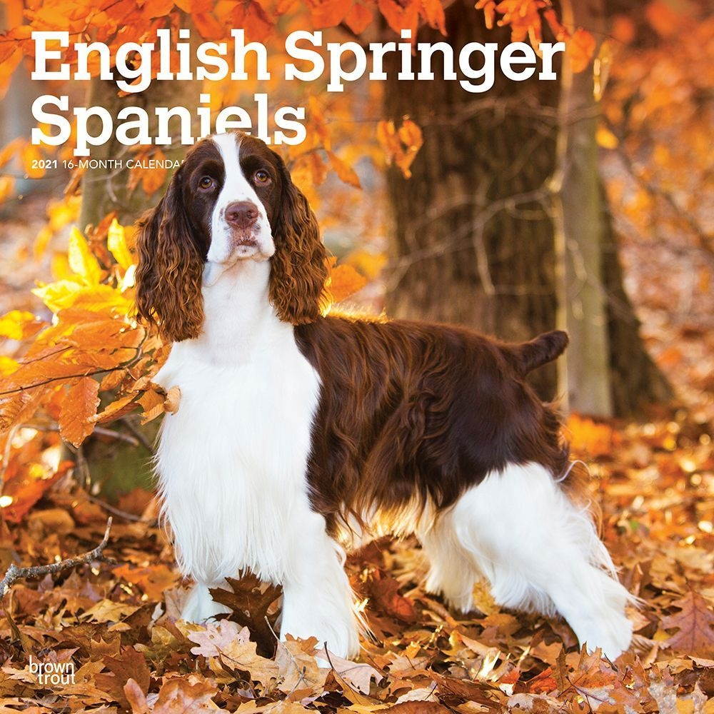BrownTrout,  English Springer Spaniels Wall Calendar 2021