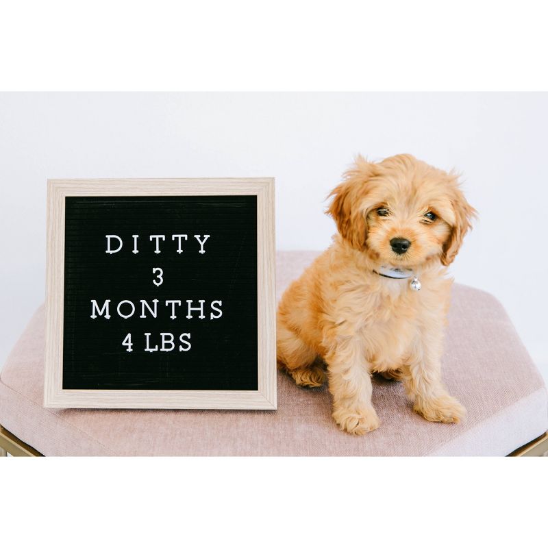 Pearhead Pet Letterboard Set - Black