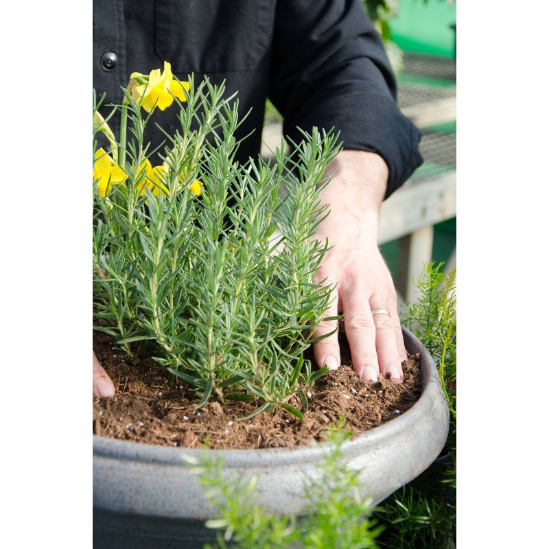 Scotts Turf Builder Triple Action Fertilizer - 50lb