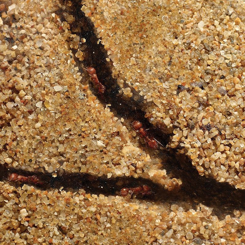 Educational Insights GeoSafari Ant Factory, Ant Habitat, Certificate for Mail In Ants Included, STEM Learning, Ages 5+