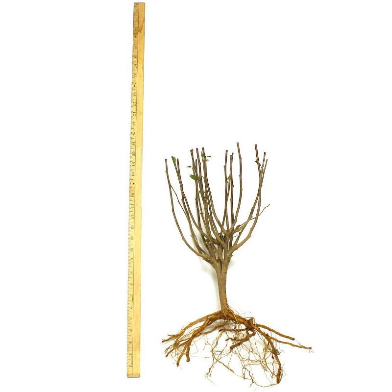 Van Zyverden Hibiscus Root Stock Lucy Red