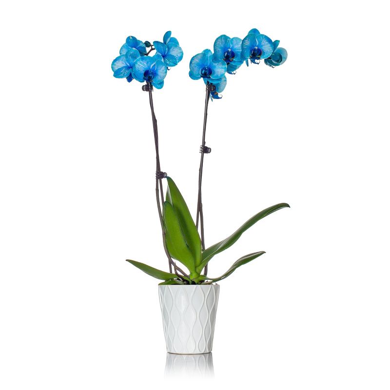 Just Add Ice 5" Blue Watercolor Orchid in Ceramic