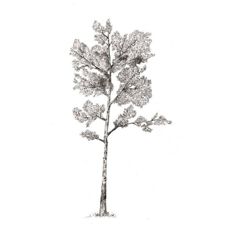 Hidden Life of Trees : What They Feel, How They Communicate: Discoveries from a Secret World (Hardcover) by Peter Wohlleben