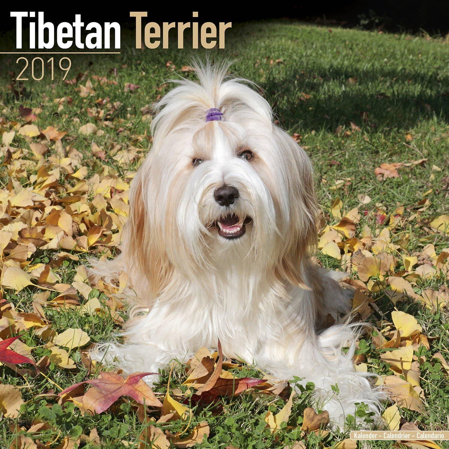 Tibetan Terrier Calendar 2019 - Dog Breed Calendar - Wall Calendar 2018-2019