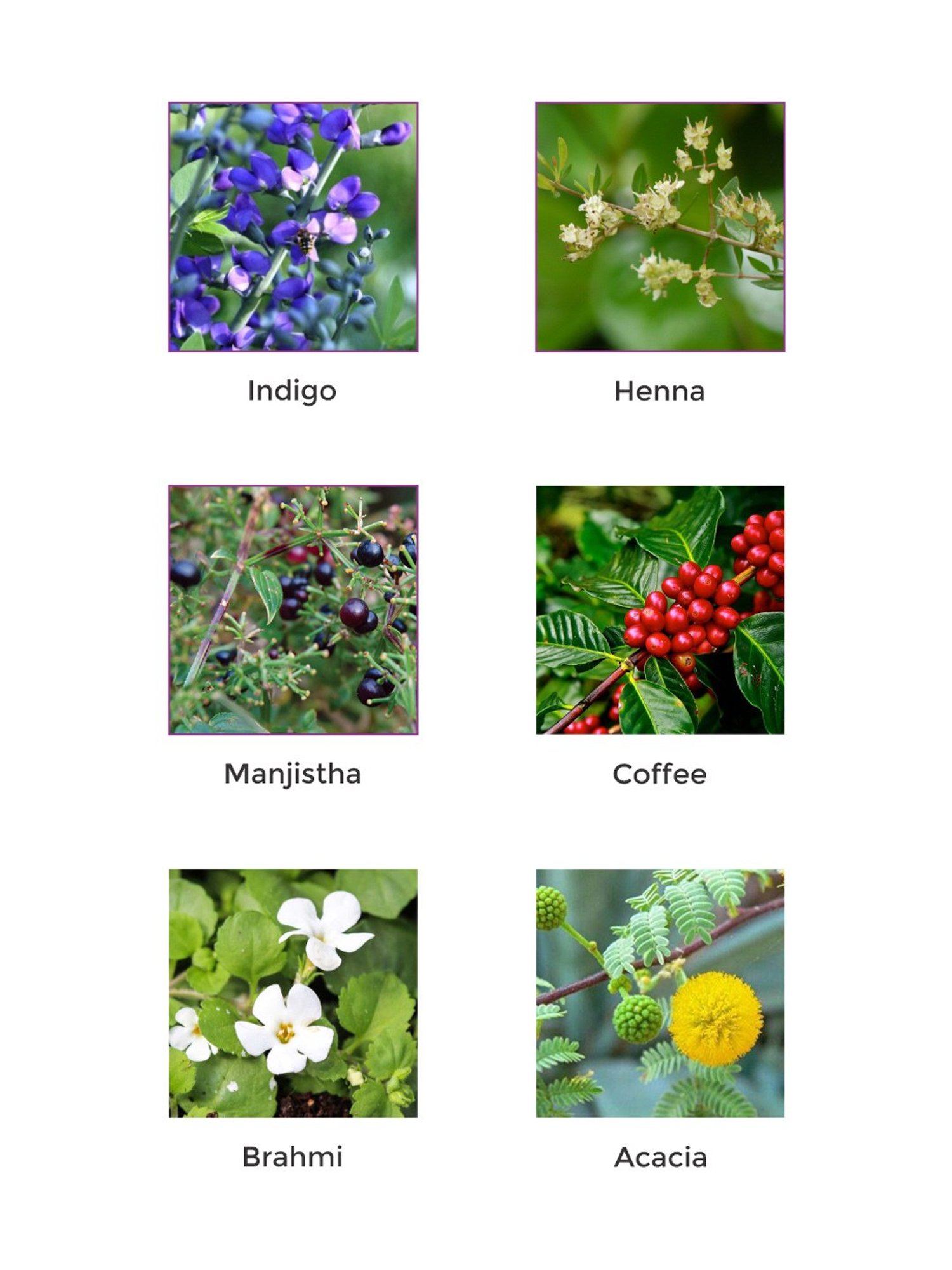 Vegetal Hair Bio Color Dark Brown - 50 gm