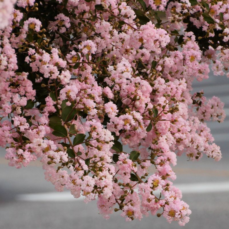Black Diamond 1pc Crape Myrtle Blush - National Plant Network