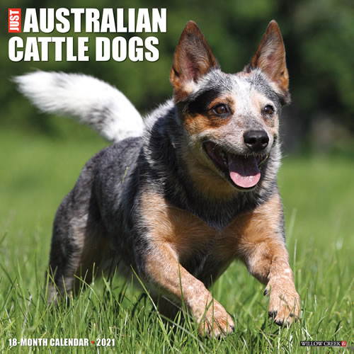 2021 Australian Cattle Dogs Wall