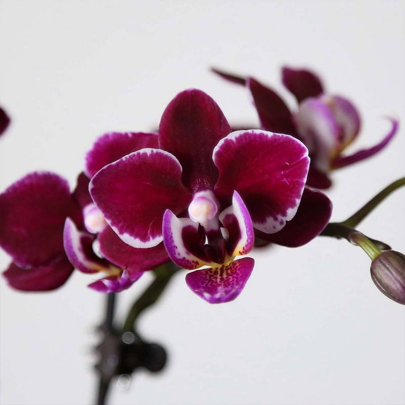Just Add Ice 2.5" Purple Orchid in Ceramic