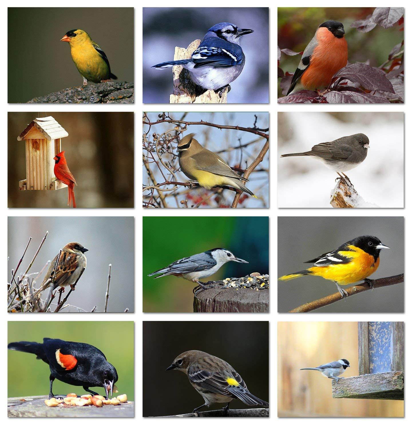 Song Bird Greeting Cards With Identification Card - 12 Different Birds - Blank on the Inside - 5.5" x 4.25" (12 Pack)