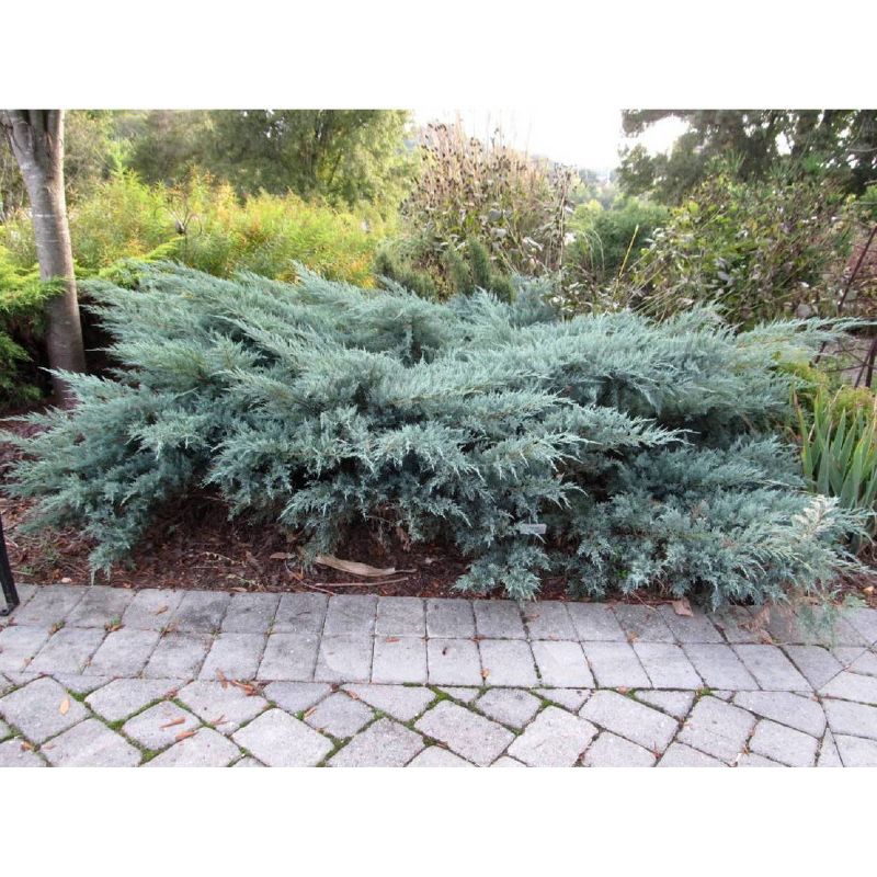 National Plant Network 2.5qt Owl Juniper Plant Gray