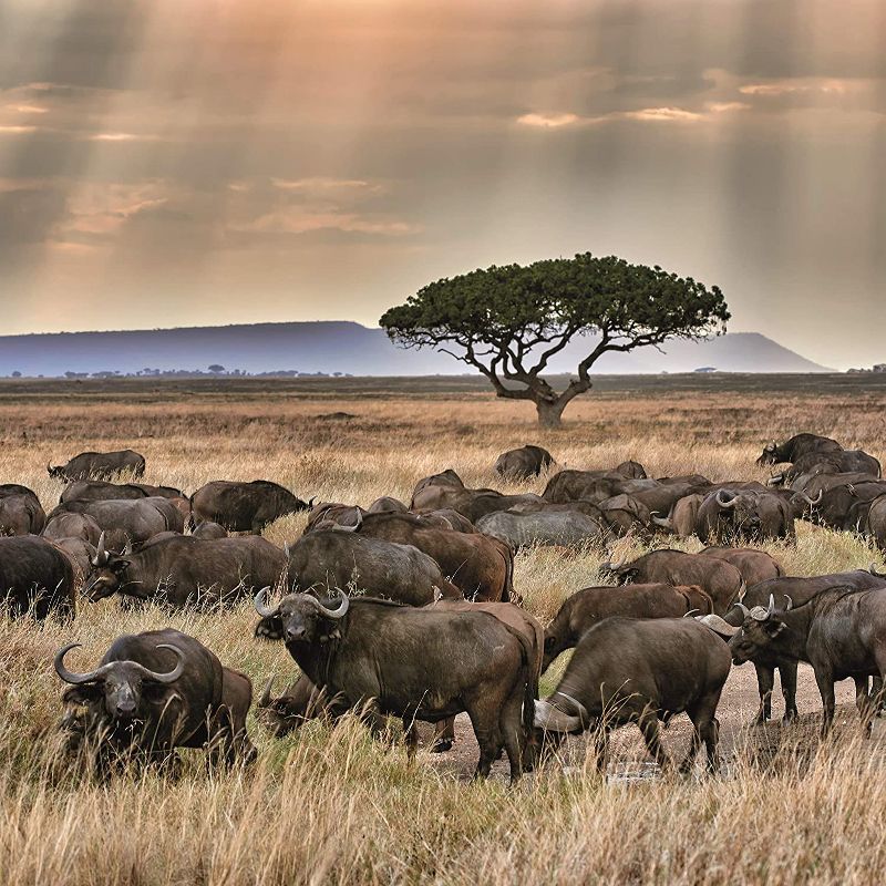 The Gifted Stationery 2021 Wall Calendar 12" x 12" Monthly View, Safari Wildlife Travel, 16-Month, with 180 Reminder Stickers