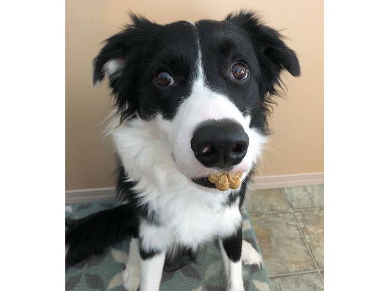 Fruitables Baked Cripsy Bacon and Apple Flavor Healthy Low Calorie Dog Treats - 7oz