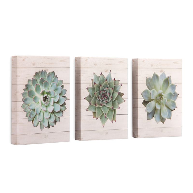 8"x10" 3pc Succulents on Wood Canvas Art Green - Patton Wall Decor